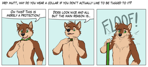 Why collar